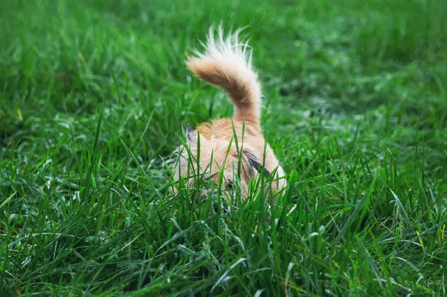 dog hiding in grass activity workout