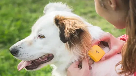 Dog GPS Dog Gadgets