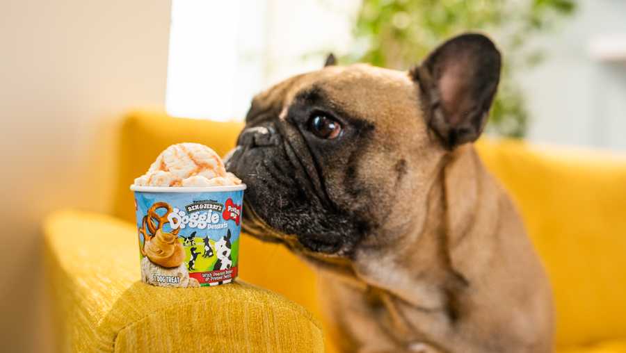 Ice Cream Review What to Expect from Ben N' Jerry's New Dog Desserts