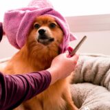 dog bath and grooming supplies towels