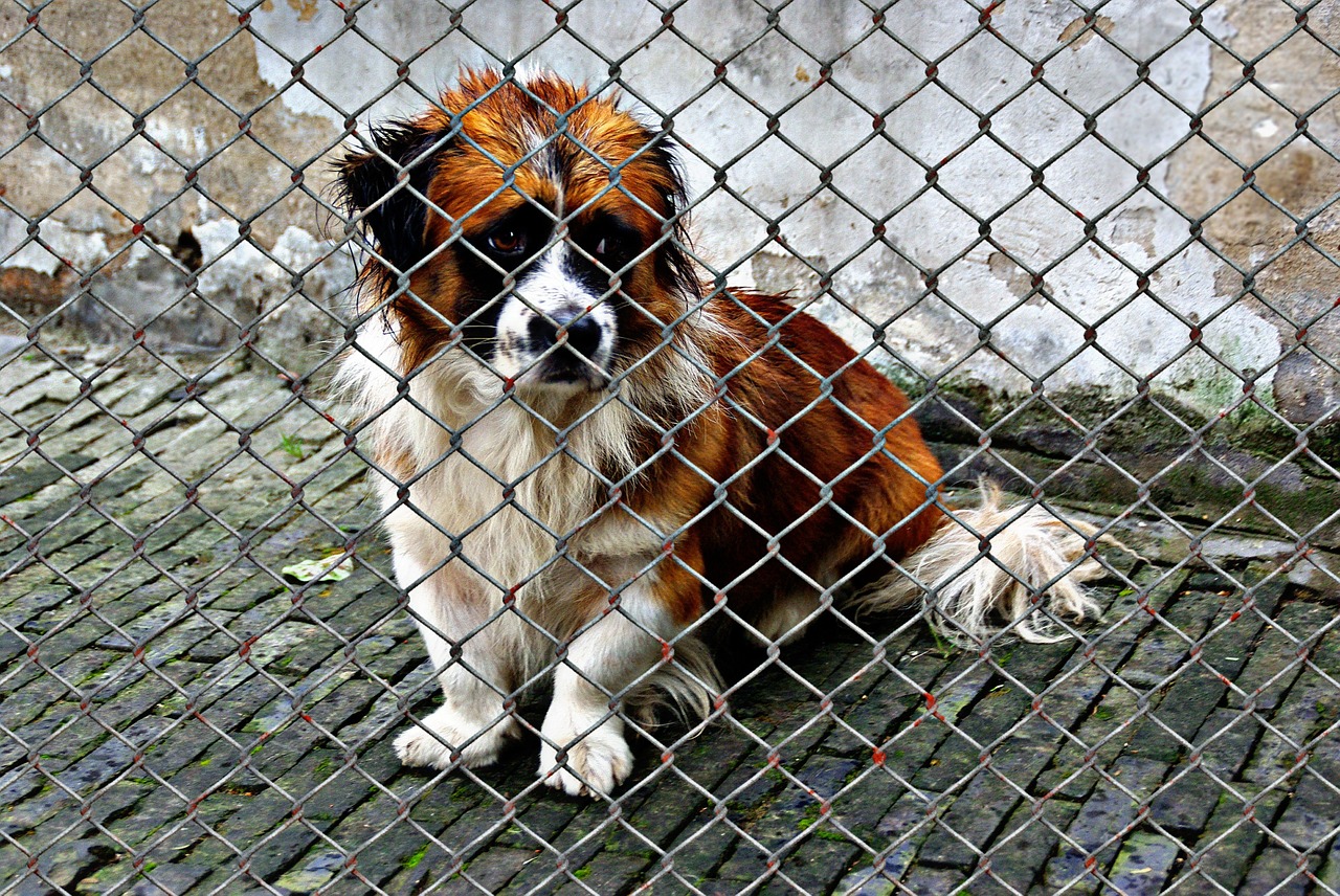 animal welfare dog rescue adopt