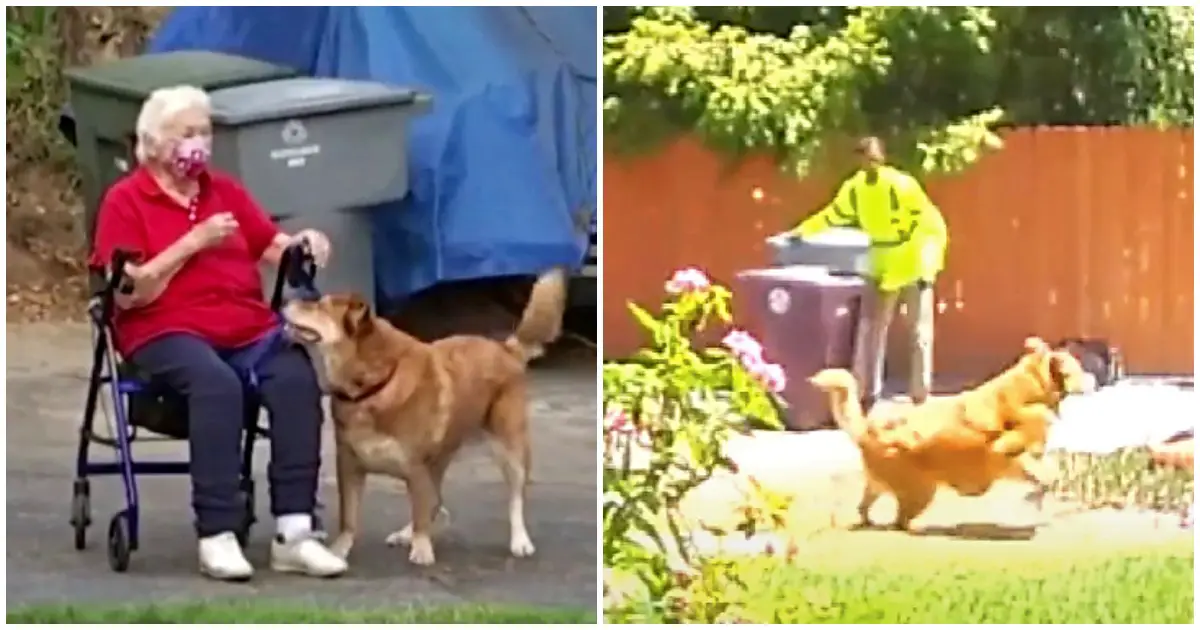 dog rescuing elderly owner