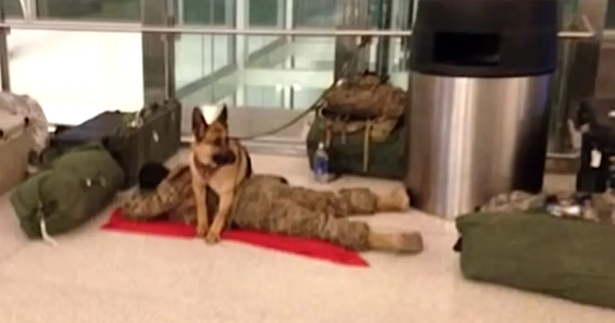 loyal dog takes care of napping soldier