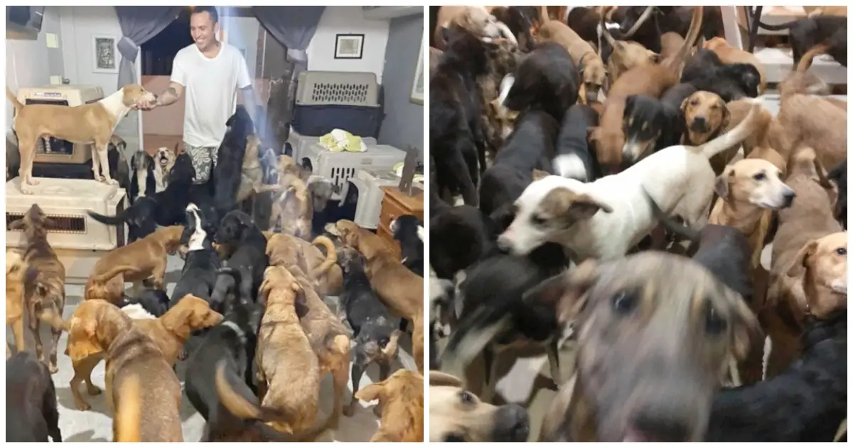 man saves 300 dogs during hurricane