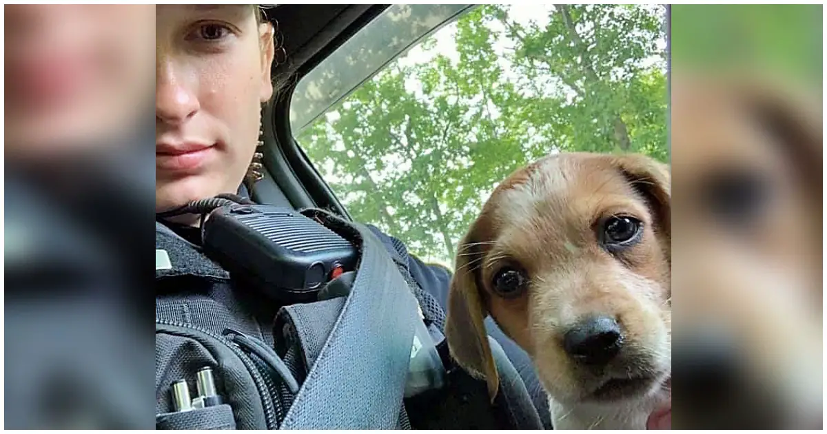 police officer adopts injured dog
