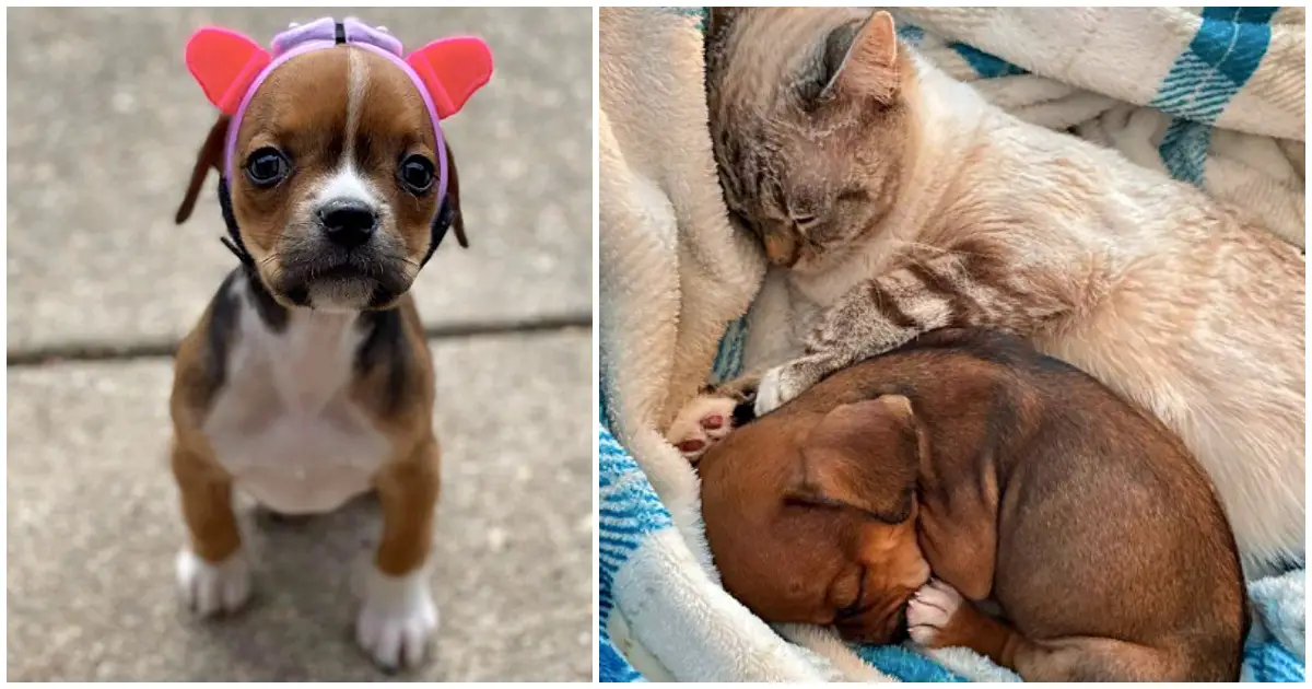 special needs pup makes friends with kitten
