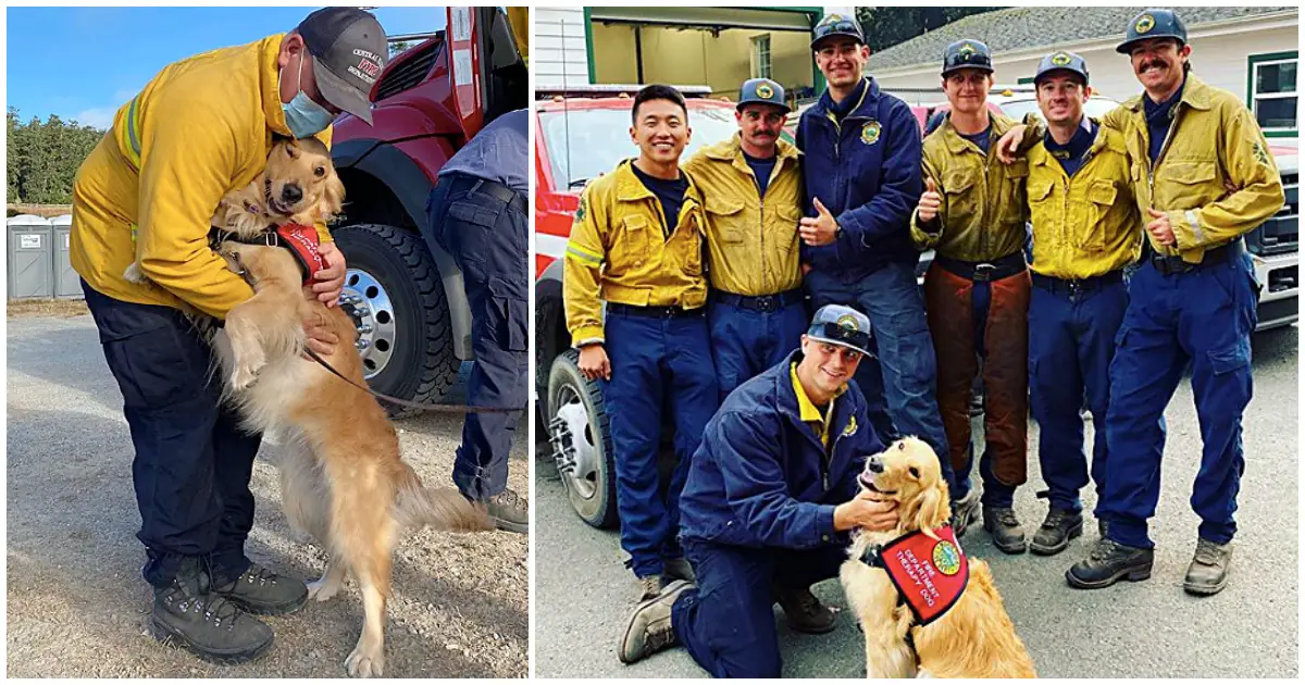therapy dogs help firefighters
