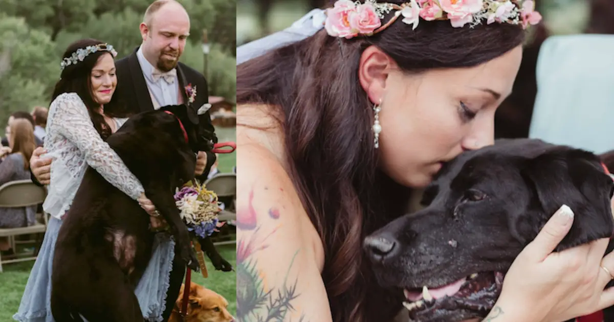 brides sickly dog carried down aisle