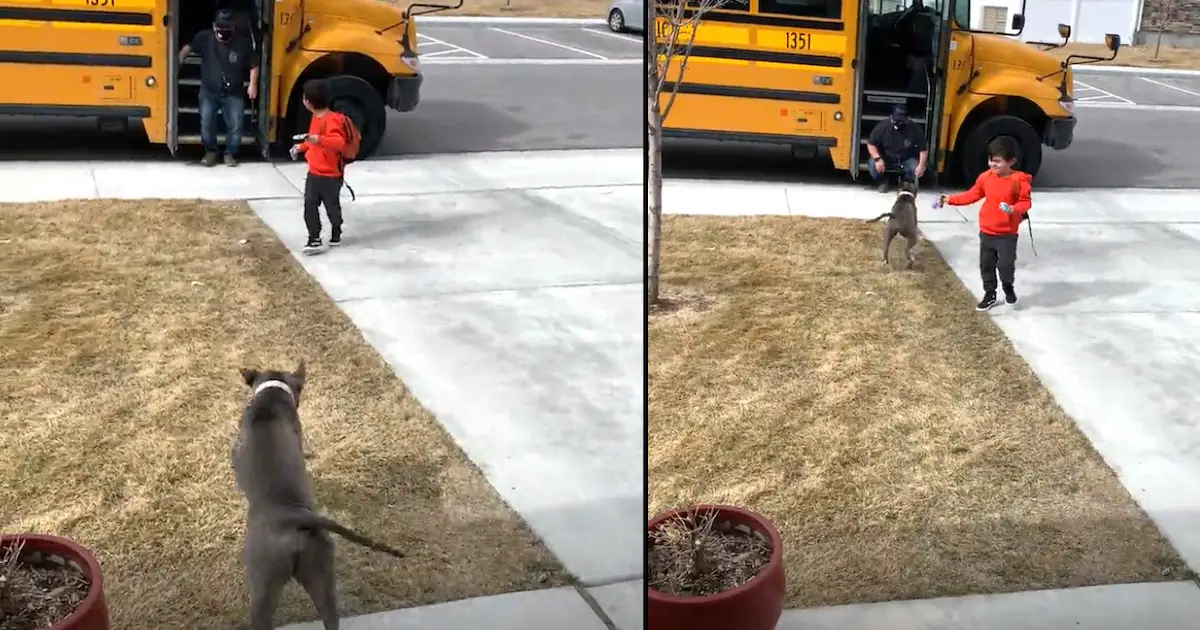 pit bull greets toddler