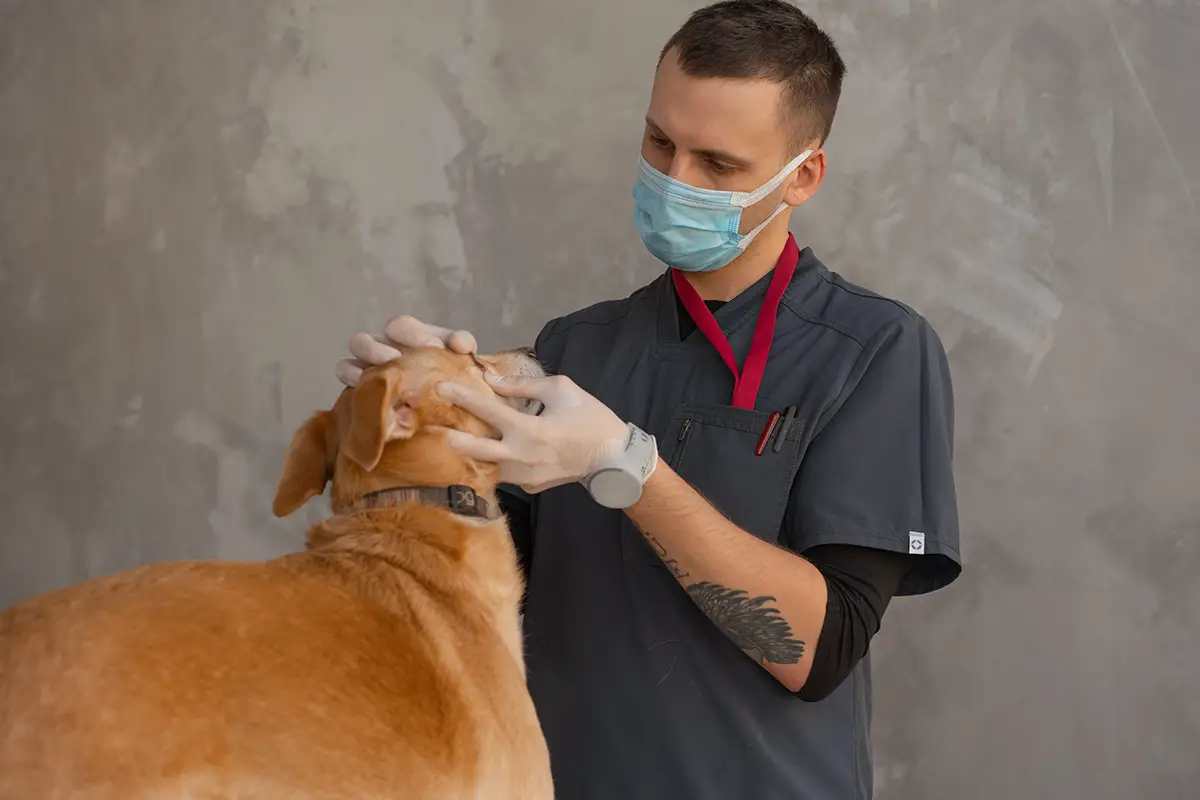 Veterinarian checking on dog