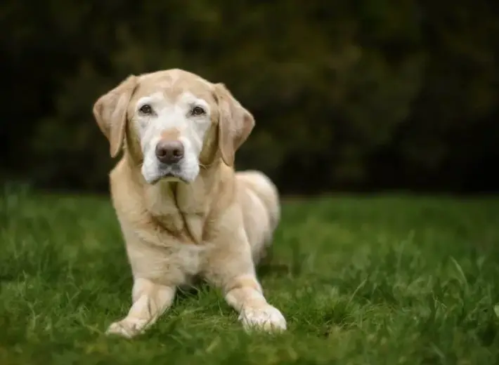 16-Year-Old Dog Teaches Puppy To 'Listen To The Birds' In Touching Video |  I Love My Dog So Much