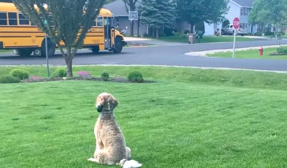 The School Bus Pulls Up And The Dog Waits With Hugs Locked And Loaded | I  Love My Dog So Much