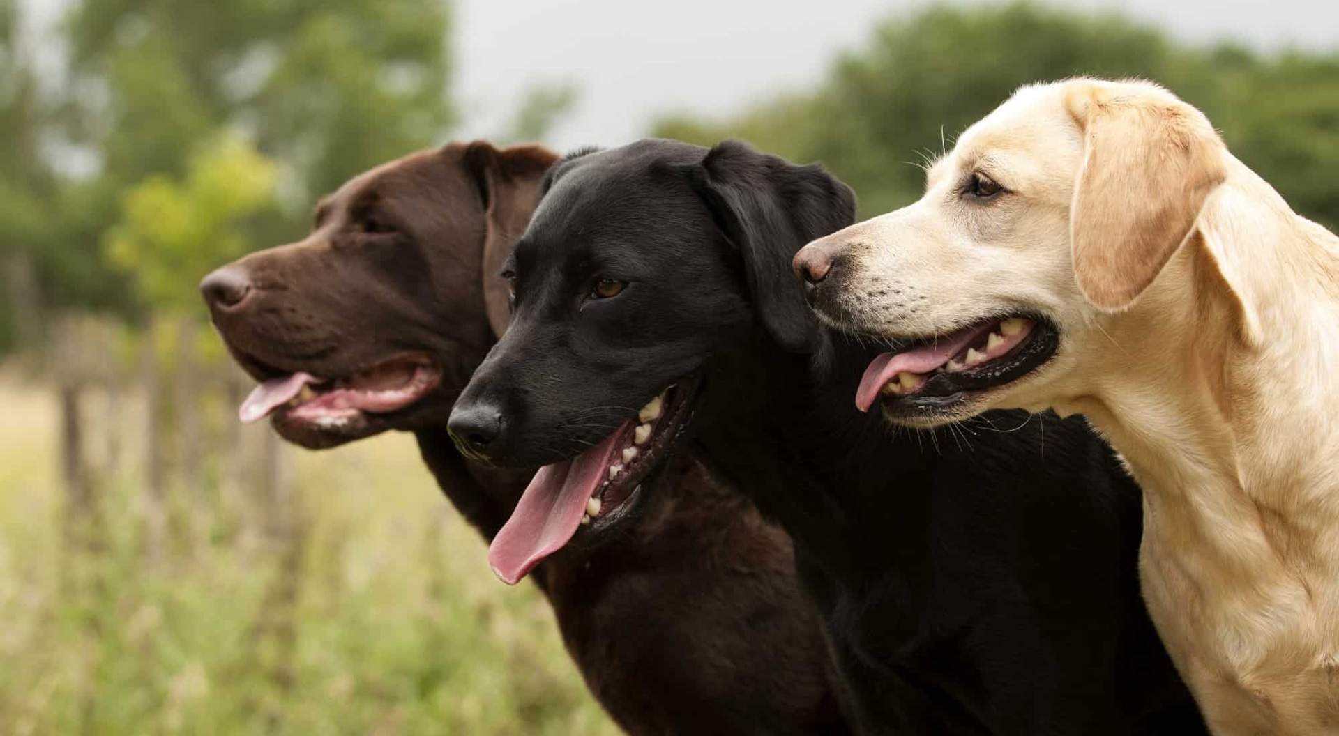 Beautiful Labrador Dogs